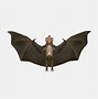 Image result for Giant Vampire Bat