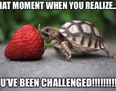 Image result for Funny Turtle Eating Strawberry