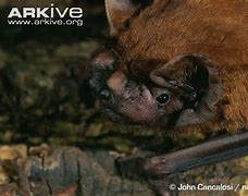 Image result for Greater Noctule Bat