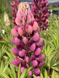 Image result for Lupinus nanus gallery pink