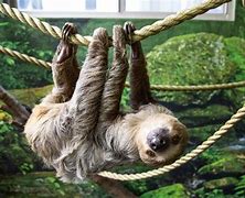Image result for Nearest Zoo