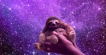 Image result for Sloth Screensaver