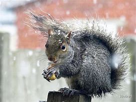 Image result for Squirrel Bad Day