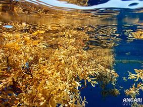 sargassum 的图像结果