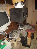 Image result for Raccoon Apple Box