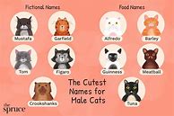 Image result for Creative Male Cat Names