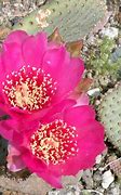 Image result for Sonoran Desert Plants List