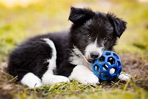 Image result for Cute Dogs Playing