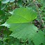 Image result for Vitis Riparia Leaves
