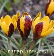 Image result for Crocus korolkowii