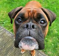 Image result for Funny Boxer Photos