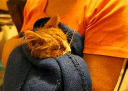 Image result for Newborn Kittens Crying