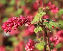 Image result for Ribes sanguineum Amore
