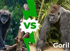 Image result for Ape vs Gorilla
