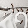 Image result for Small Ants in Kitchen