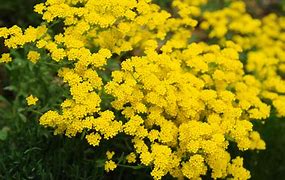 Image result for Perennial Plants List