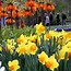 Image result for Narcissus Orange Sunset