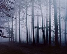 Image result for Dark Forest Photography Wallpaper