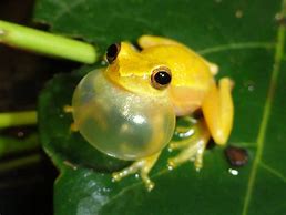 Image result for Yellow Tree Frog