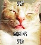Image result for Hangover Monday Memes