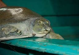 Image result for Cyclanorbis elegans