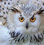 Image result for Owl Pictures