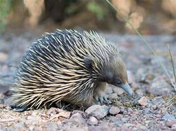 Image result for Echidna Tail