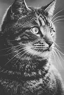 Image result for Black and White Cat Animal Faces