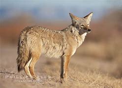 Image result for coyotero