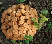 Image result for Ringed Honey Mushroom