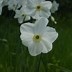 Image result for Narcissus Polar Ice