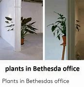 Image result for Office Plant Meme