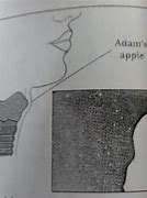 Image result for How to Draw Adam's Apple