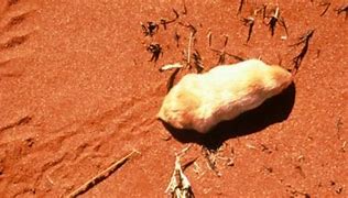 Image result for Australian Mole
