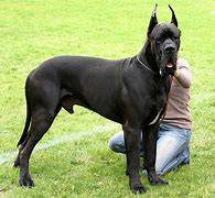 Image result for Big Great Dane Dog