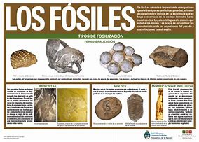 Image result for fosilizaci�n