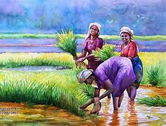 Image result for Kerala Farmer