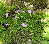 Image result for Primula minima Nivea