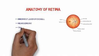 Image result for Retinal Layers Mnemonic