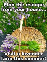 Image result for Lavender Meme