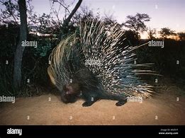 Image result for African Porcupine Rodent