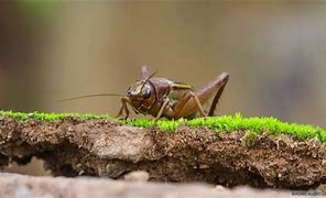 Image result for Cartoon Crickets Chirping