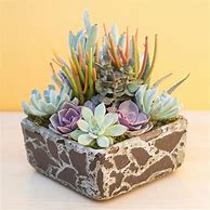 Image result for Planting Succulents in Pots with Side Holes