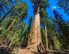 Image result for What Is the Biggest Tree in the World