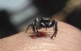 Image result for African Jumping Spider
