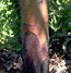 Image result for S Black Rot On Apple Tree