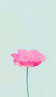 Image result for Simple Flower Phone Wallpapers