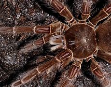 Image result for goliath bird eater spiders