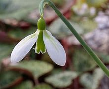 Image result for Galanthus gracilis  Andreas Fault
