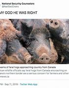 Image result for Yeth Pig Meme